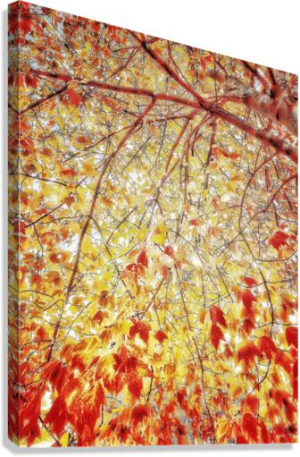 V483 Canvas Print