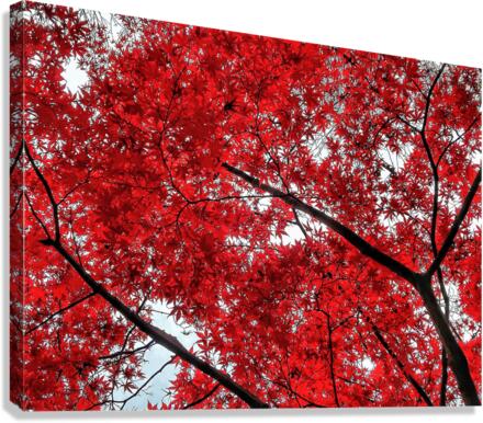 V484 Canvas Print