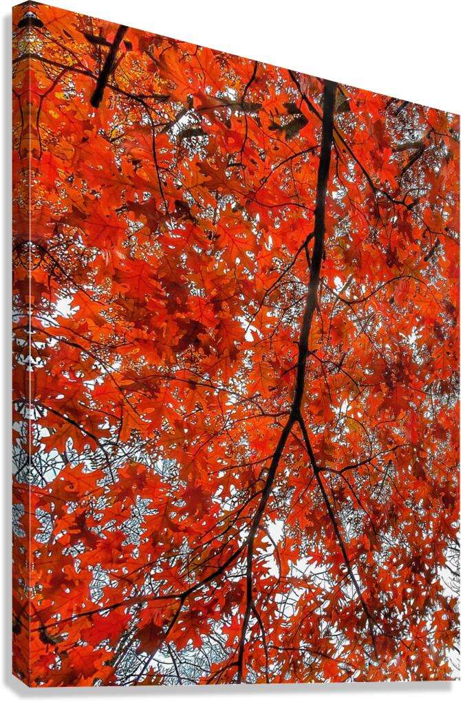 V485 Canvas Print