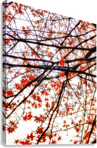 V487 Canvas Print