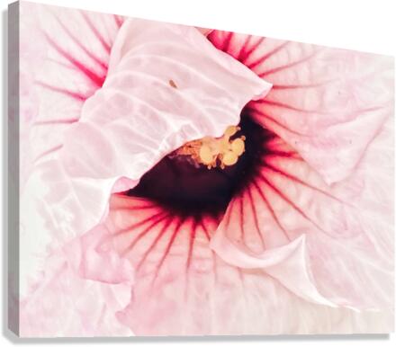 V546 Canvas Print