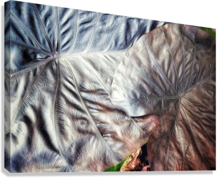 V560 Canvas Print