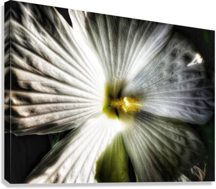 V561 Canvas Print