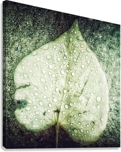 V563 Canvas Print