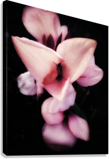 V602 Canvas Print
