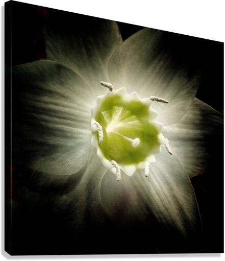 V605 Canvas Print