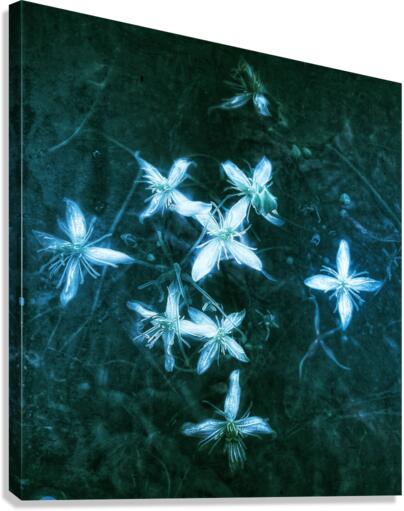 V607 Canvas Print