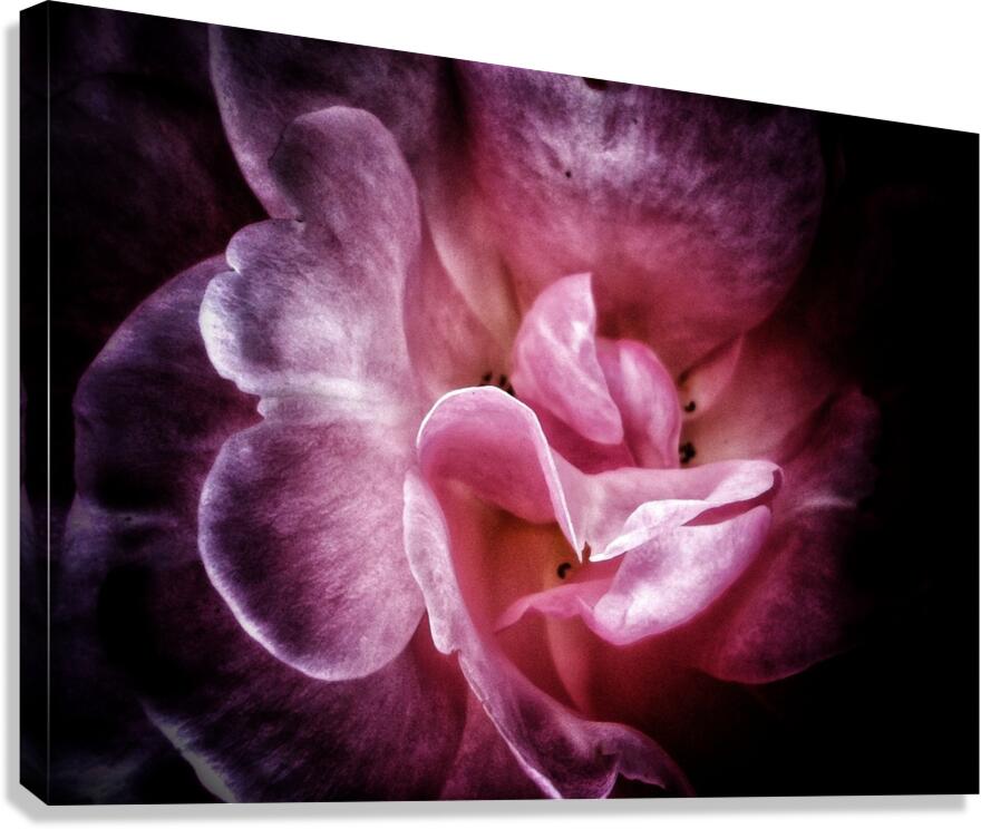 V608 Canvas Print