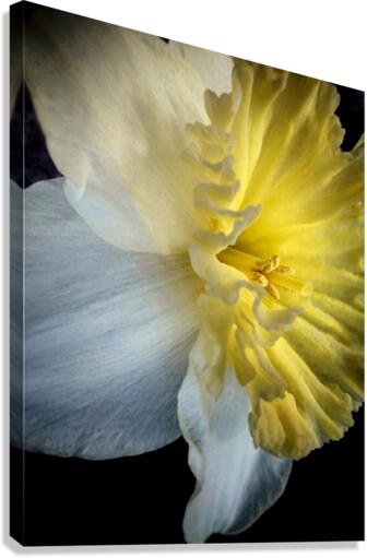 V614 Canvas Print