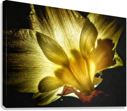 V615 Canvas Print