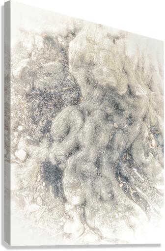 V616 Canvas Print
