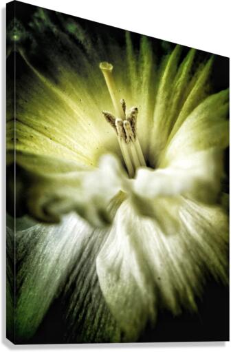 V618 Canvas Print