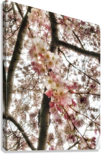 V619 Canvas Print