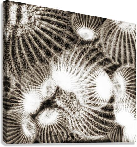 V620 Canvas Print