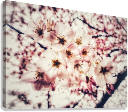V621 Canvas Print