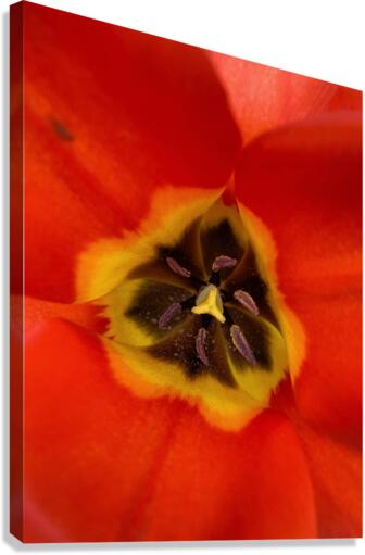 V622 Canvas Print