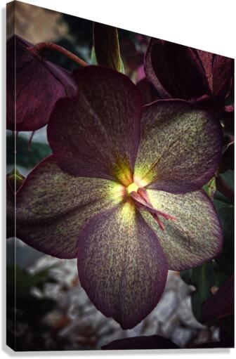 V623 Canvas Print