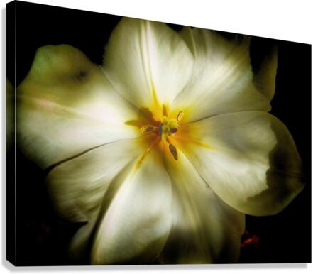 V624 Canvas Print