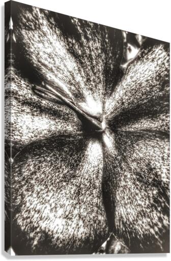V625 Canvas Print