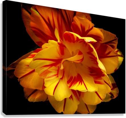 V626 Canvas Print