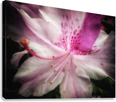 V627 Canvas Print