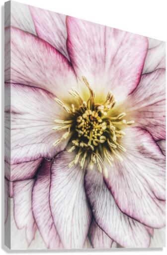 V628 Canvas Print