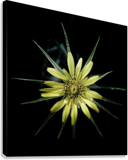 V629 Canvas Print