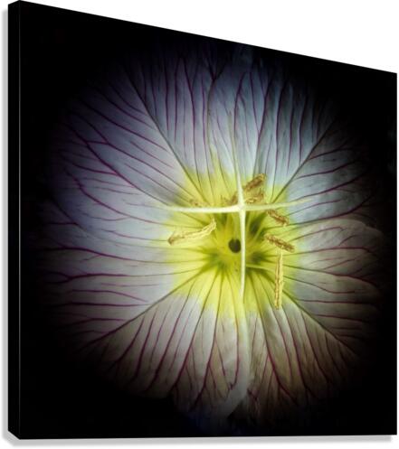 V630 Canvas Print
