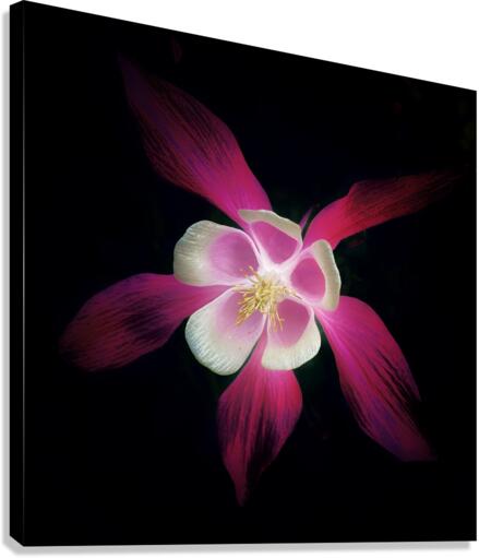 V633 Canvas Print