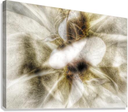 V635 Canvas Print