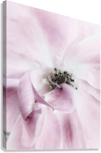 V637 Canvas Print