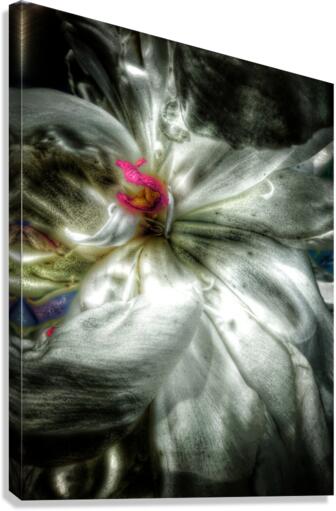 V638 Canvas Print