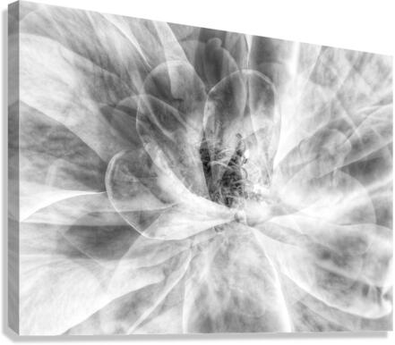 V639 Canvas Print