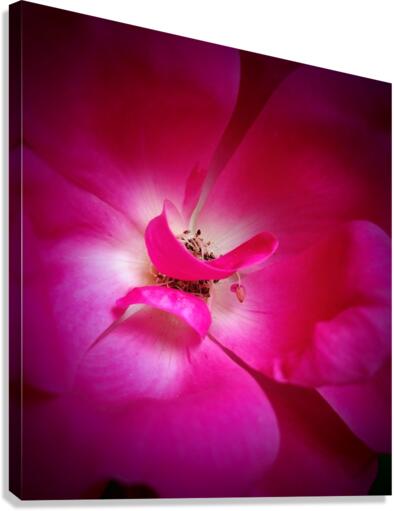 V640 Canvas Print