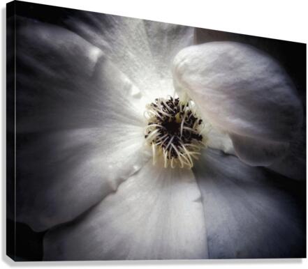 V641 Canvas Print