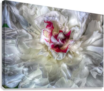 V643 Canvas Print