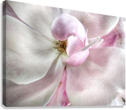 V644 Canvas Print