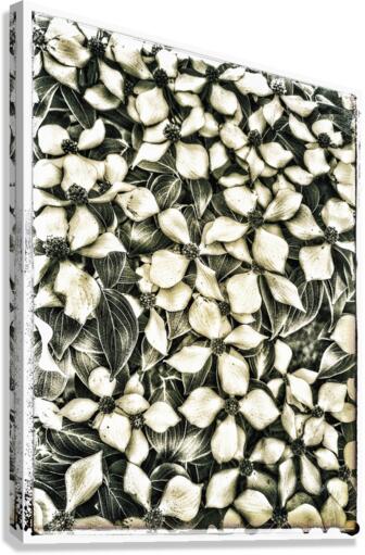 V645 Canvas Print