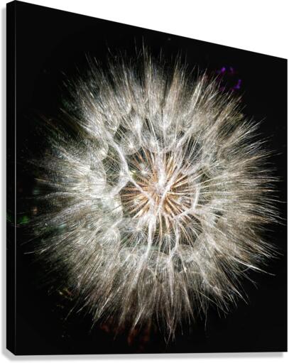 V649 Canvas Print