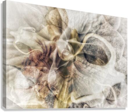 V651 Canvas Print