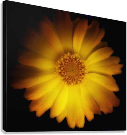 V654 Canvas Print