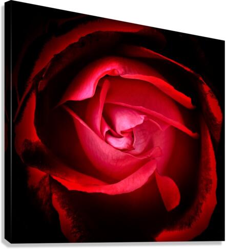 V656 Canvas Print