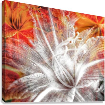 V658 Canvas Print