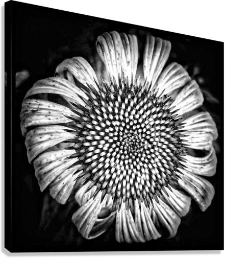 V660 Canvas Print
