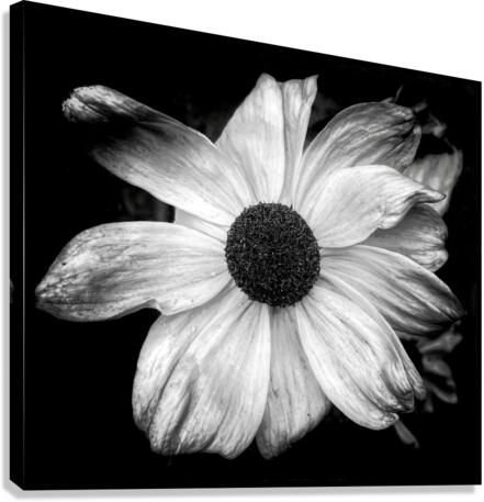 V661 Canvas Print