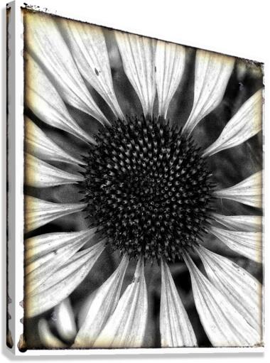 V666 Canvas Print