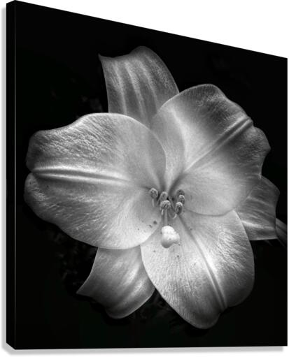 V668 Canvas Print