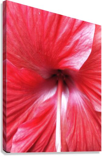 V669 Canvas Print