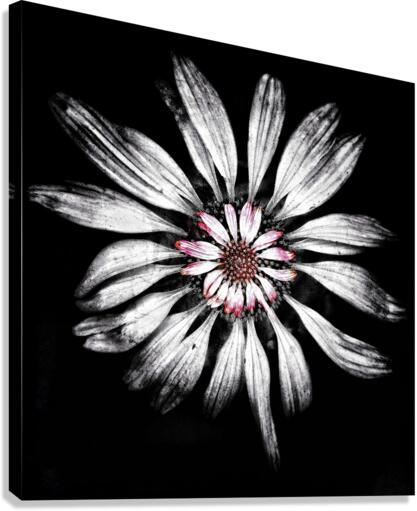 V671 Canvas Print