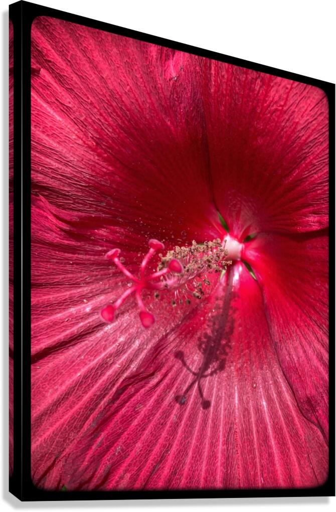 V672 Canvas Print